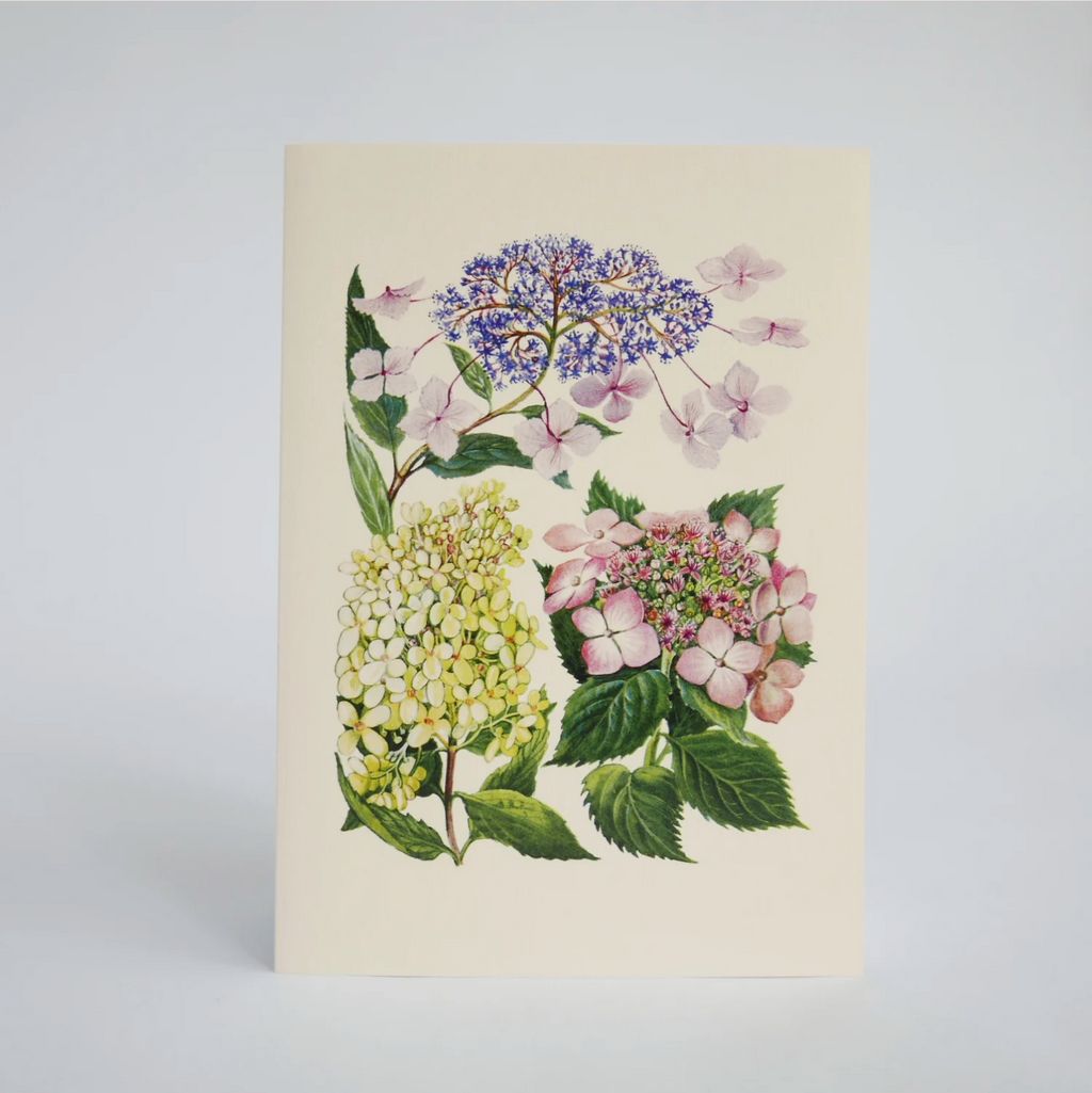 Hydrangea Ranger Card - Hydrangea