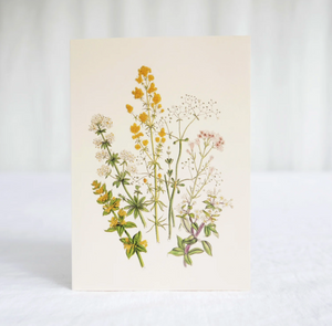 Hydrangea Ranger Card - Wild Madder