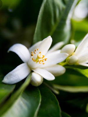 Misty Water - Neroli