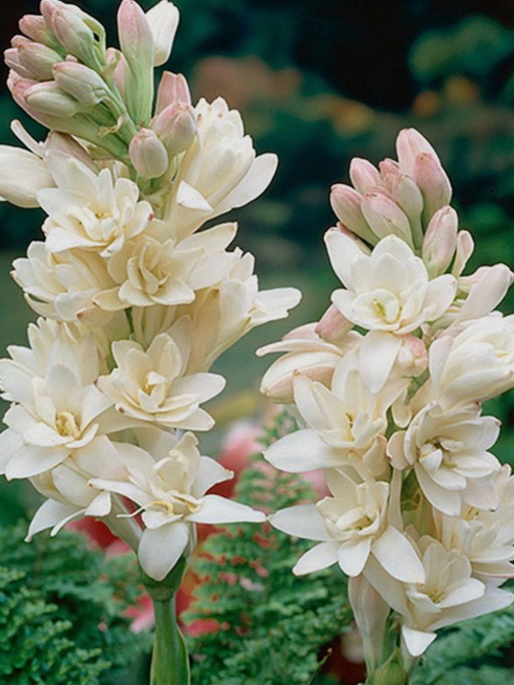 Misty Water - Tuberose