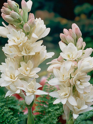 Misty Water - Tuberose